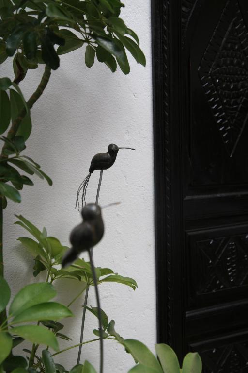 Riad Dar Zampa มาร์ราเกช ภายนอก รูปภาพ